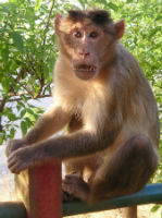monkey india200