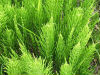 Herb Post: Horsetails